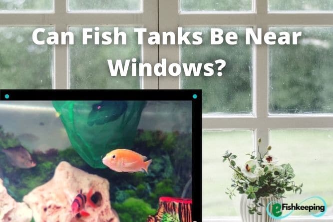 can-fish-tanks-be-near-windows