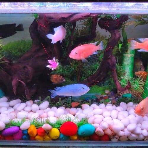 fish-tank-of-prav