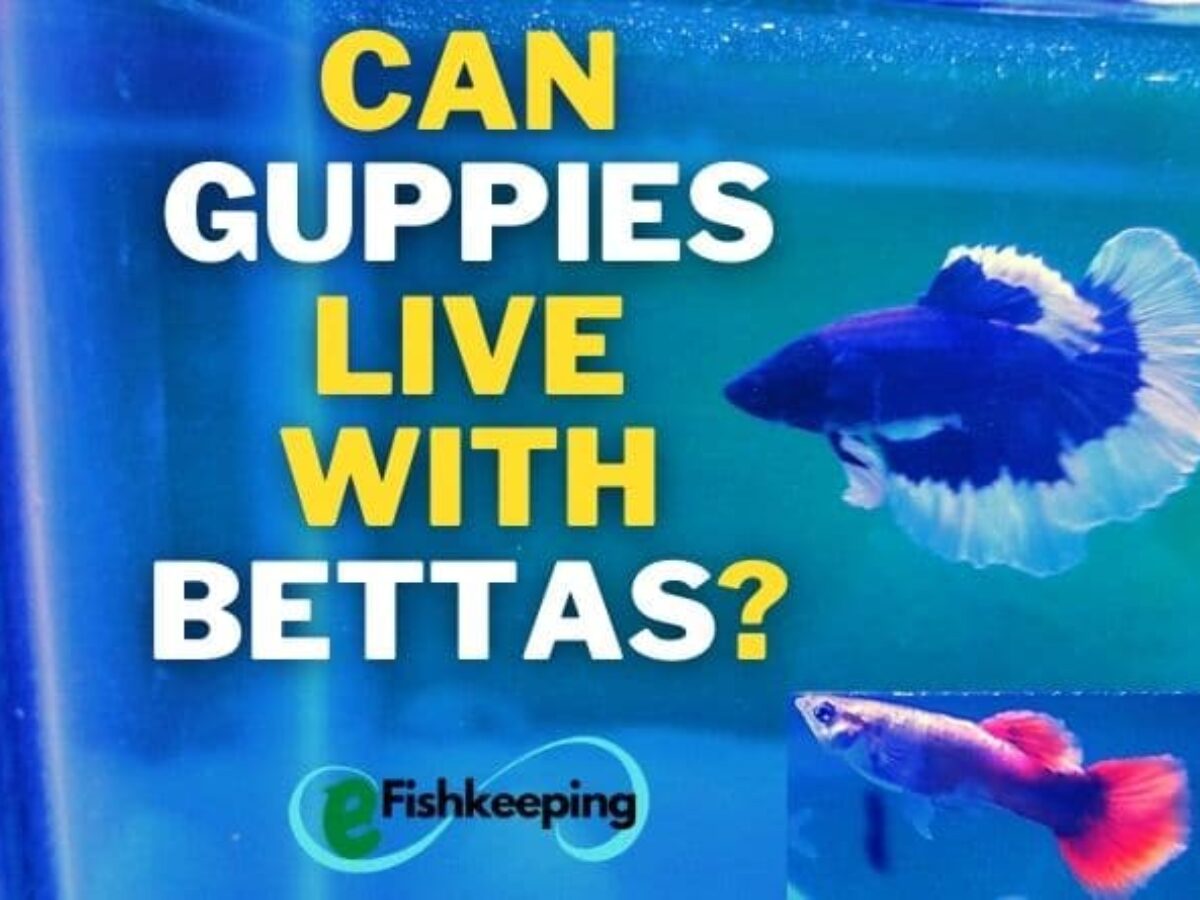 betta fish and guppies