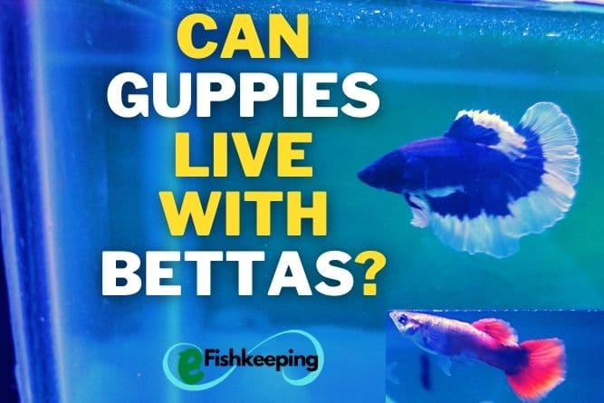 can-guppies-live-with-bettas
