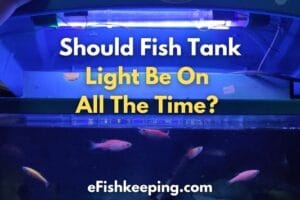 Should Fish Tank Light Be On All The Time? (Solved!)