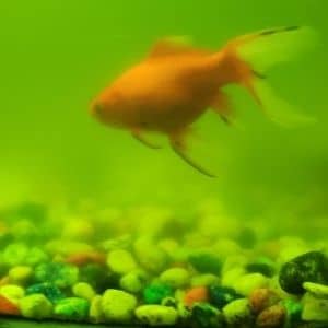 algal-bloom-in-fish-tank