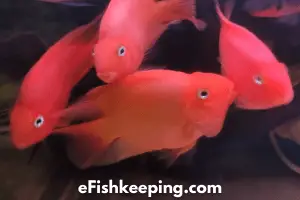 why-parrot-fish-fight-and-how-to-stop-it