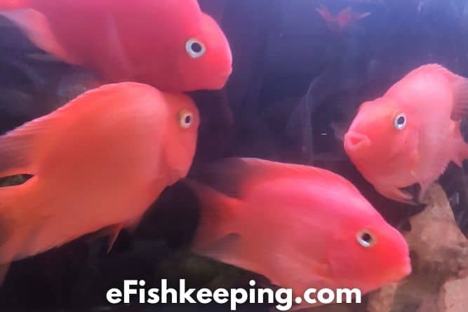 Why Parrot Fish Fight & How To Stop It? (Explained!) - eFishkeeping