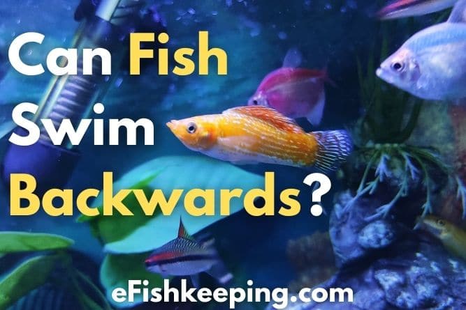 Can Fish Swim Backwards? (7 Things You Should Know!) - eFishkeeping