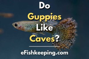 do-guppies-like-caves