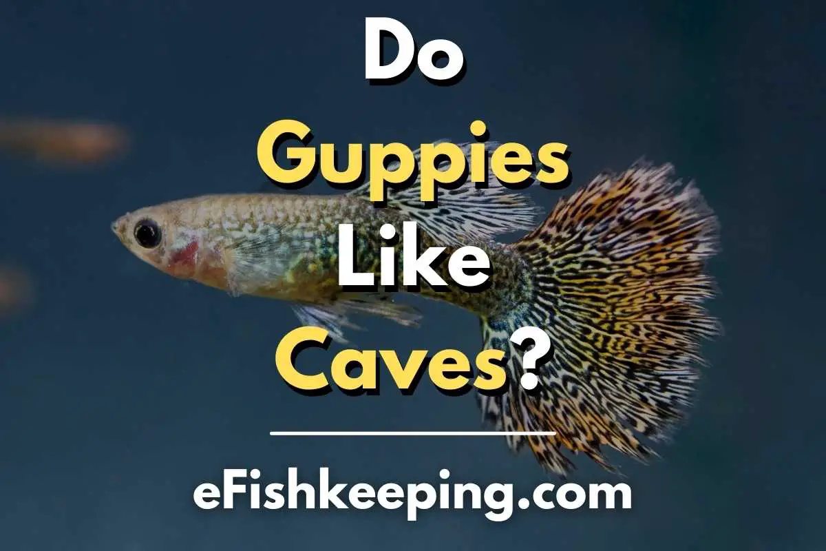 do-guppies-like-caves