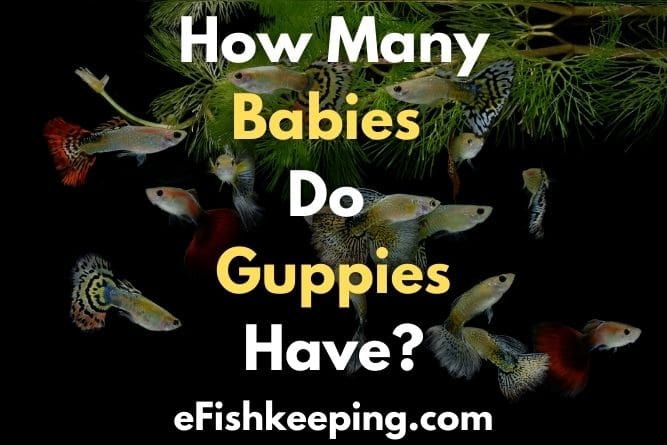 How Many Babies Do Guppies Have? (+8 Things To Know!)