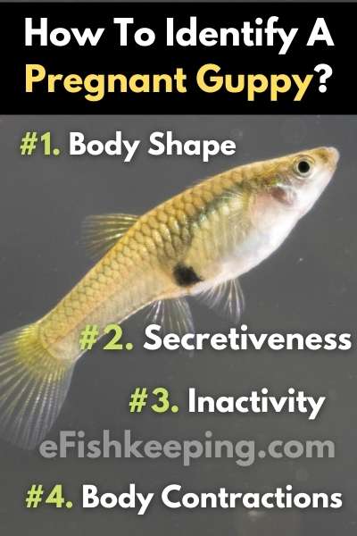 cómo identificar a una embarazada guppy