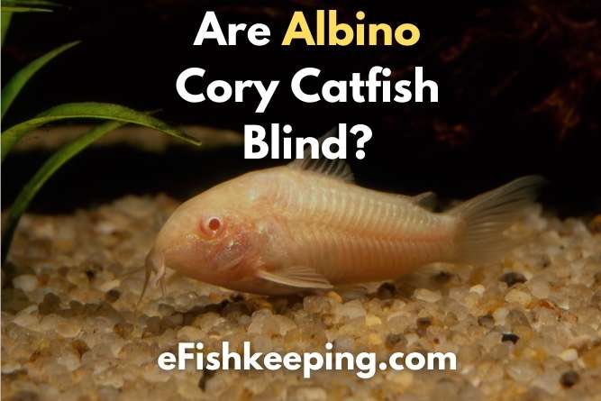 are-albino-cory-catfish-blind