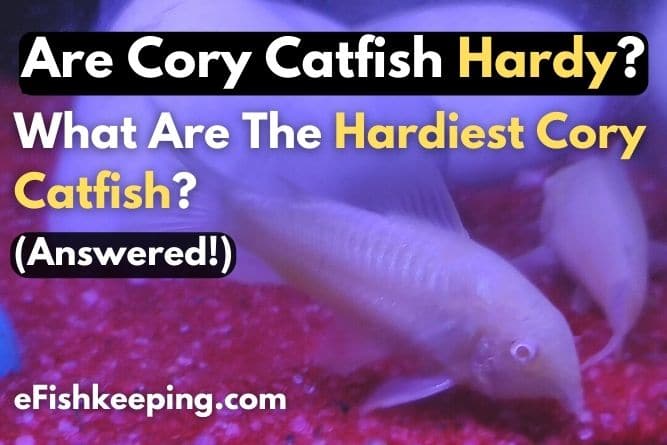 Are Cory Catfish Hardy? What Are The Hardiest Cory Catfish?