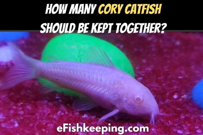 How Many Cory Catfish Should Be Kept Together? (Explained!)