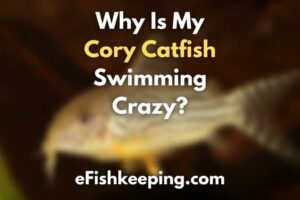 why-is-my-cory-catfish-swimming-crazy