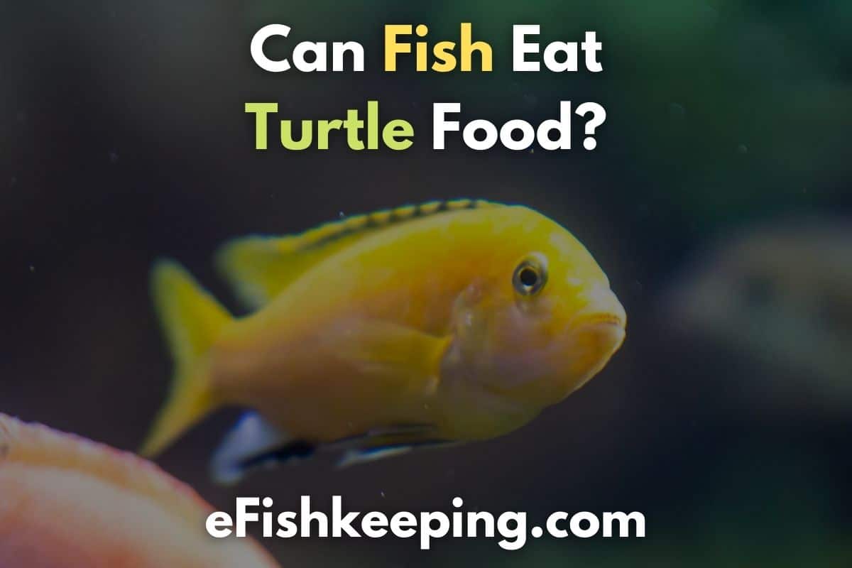 Can Fish Eat Turtle Food? 5 Things You Must Know! - eFishkeeping