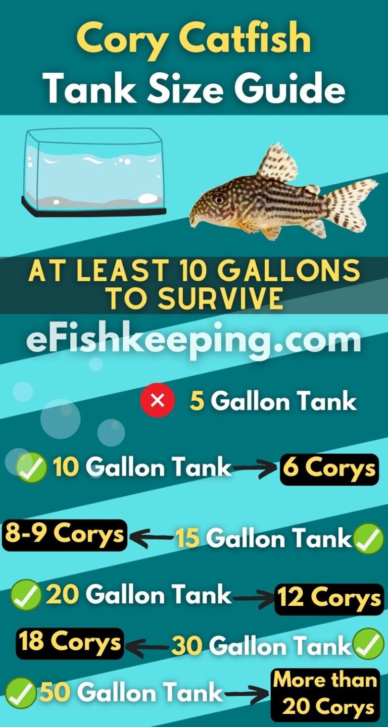 Cory Catfish Tank Size: A Complete Guide (+ Infographic) - Efishkeeping