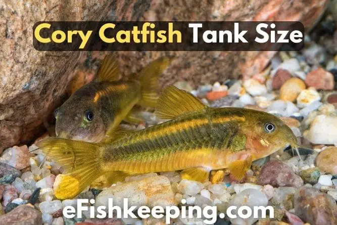 cory-catfish-tank-size
