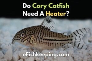 Do Cory Catfish Need A Heater? (Helpful Guide)