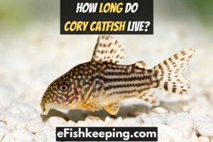 How Long Do Cory Catfish Live? 5 Tips To Increase Their Lifespan