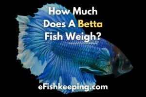 How Much Does A Betta Fish Weigh? [Detailed Guide]