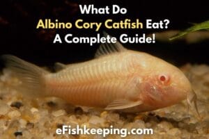 Albino Cory Catfish Diet: 9 Things You Should Know!