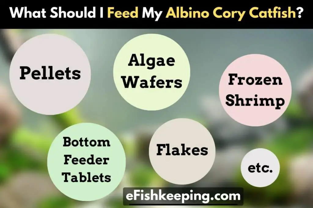 what-should-I-feed-my-albino-cory-catfish