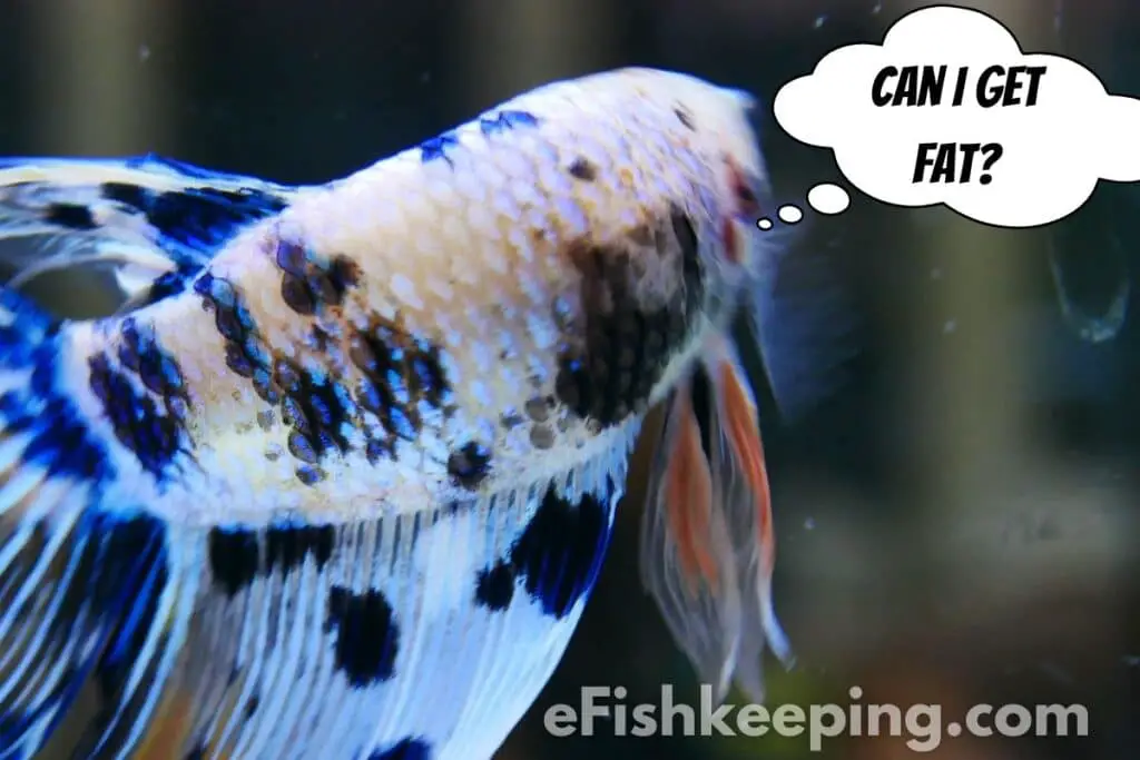 can-a-betta-fish-get-fat