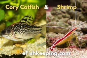 Cory Catfish & Shrimp: Can They Live Together? (Explained)