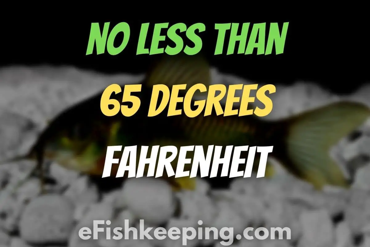 Do Cory Catfish Need A Heater? (Helpful Guide) eFishkeeping