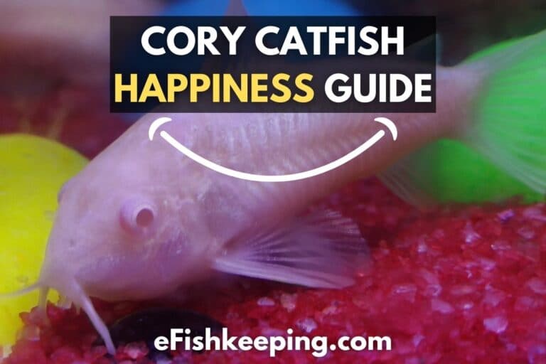Cory Catfish Happiness Guide Every Cory Keeper Must Read! eFishkeeping