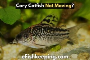 Cory Catfish Not Moving? Top 7 Possible Reasons!