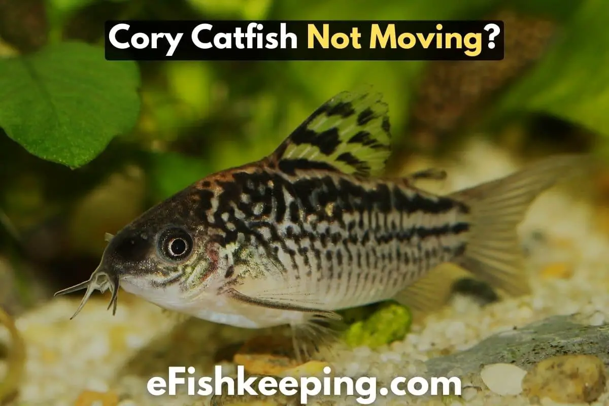 cory-catfish-not-moving