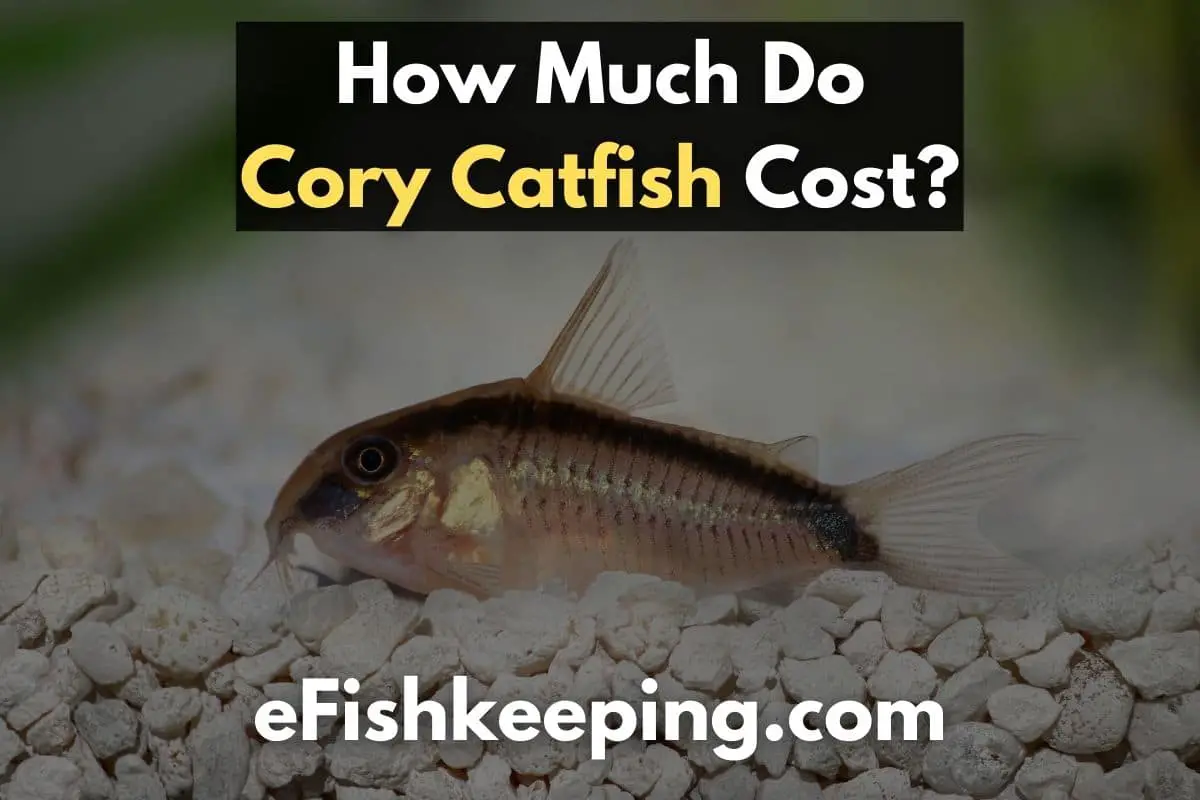 how-much-do-cory-catfish-cost