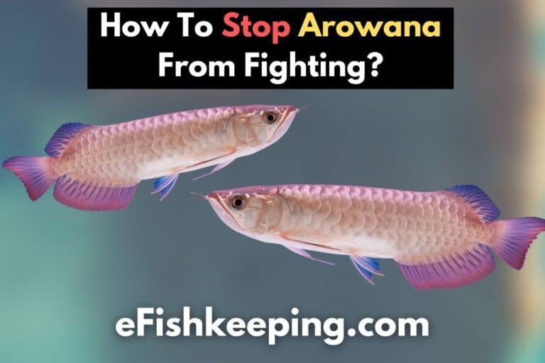 how-to-stop-arowana-from-fighting