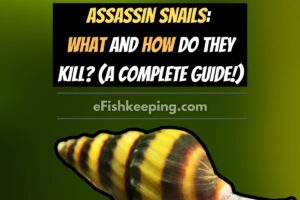 Assassin Snails: What And How Do They Kill? (A Complete Guide!)