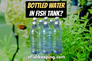 Bottled Water In A Fish Tank? (Top 4 Tips To Make It Safe!)