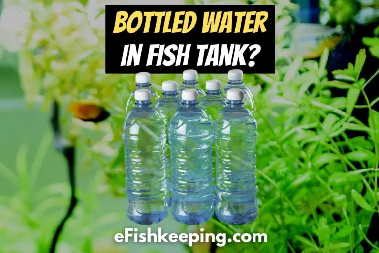 Top 6 Reasons Why Fish Tank Water Evaporates (+ Fixes!) eFishkeeping