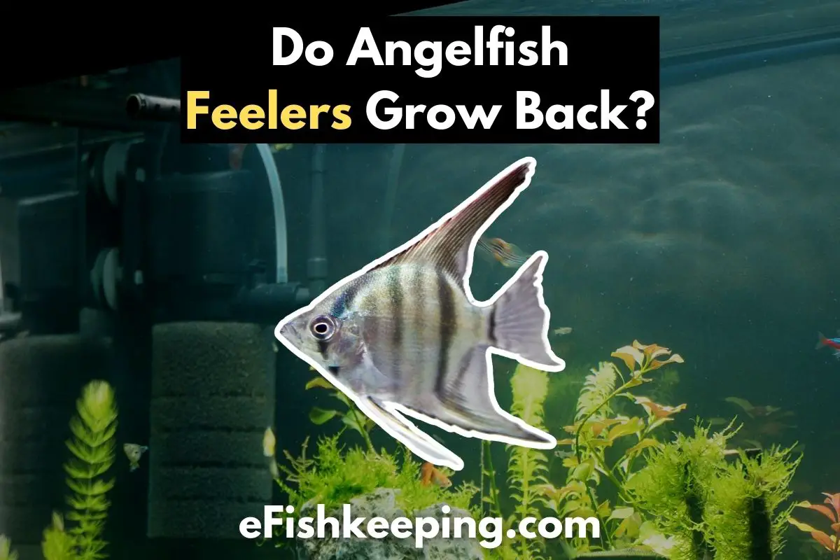 do-angelfish-feelers-grow-back