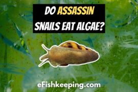 Do Assassin Snails Eat Algae? (+Top 3 Must-Know Things!)