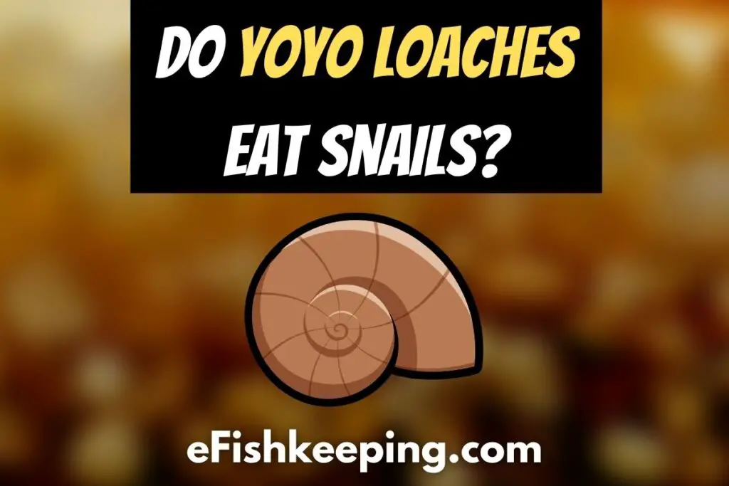 Do Yoyo Loaches Eat Snails? (Explained!) eFishkeeping