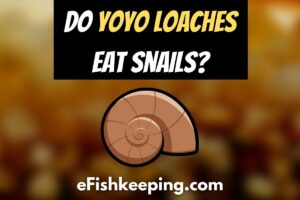 Do Yoyo Loaches Eat Snails? (Explained!)