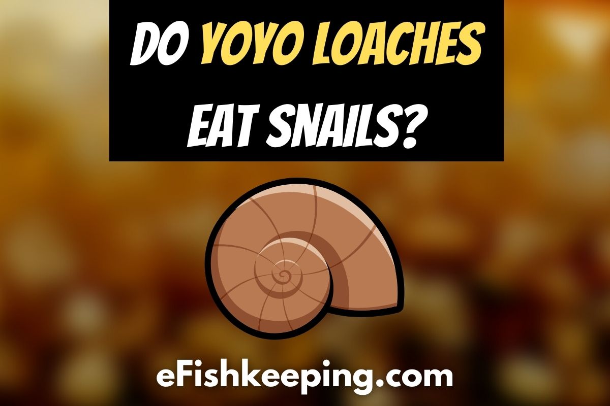 do-yoyo-loaches-eat-snails