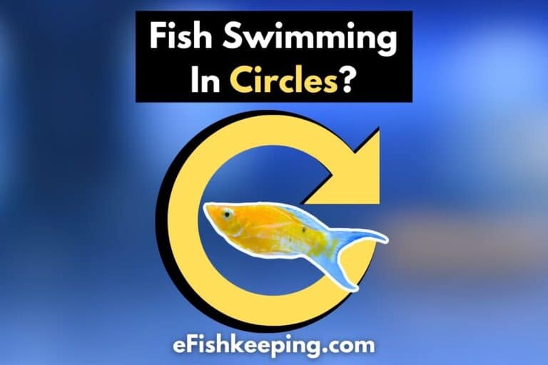 Fish Swimming In Circles? Top 5 Reasons You Must Know! eFishkeeping