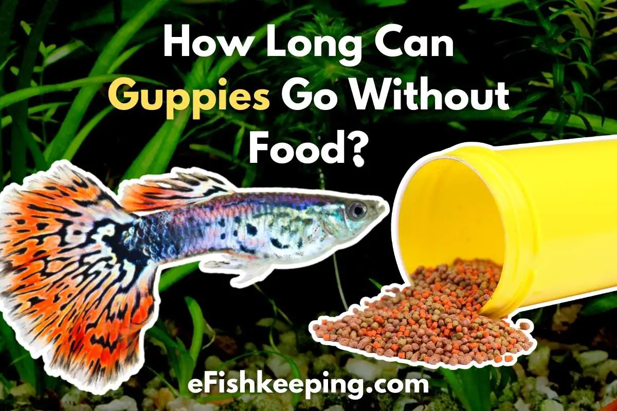 how-long-can-guppies-go-without-food