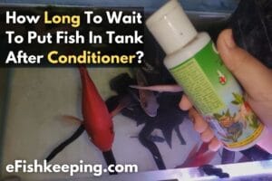 How Long To Wait To Put Fish In Tank After Conditioner?