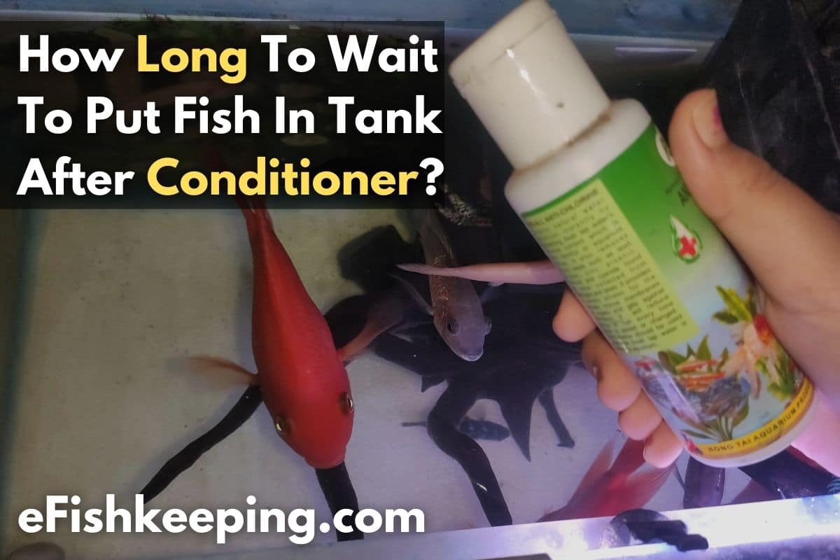 How Long To Wait To Put Fish In Tank After Conditioner? - eFishkeeping