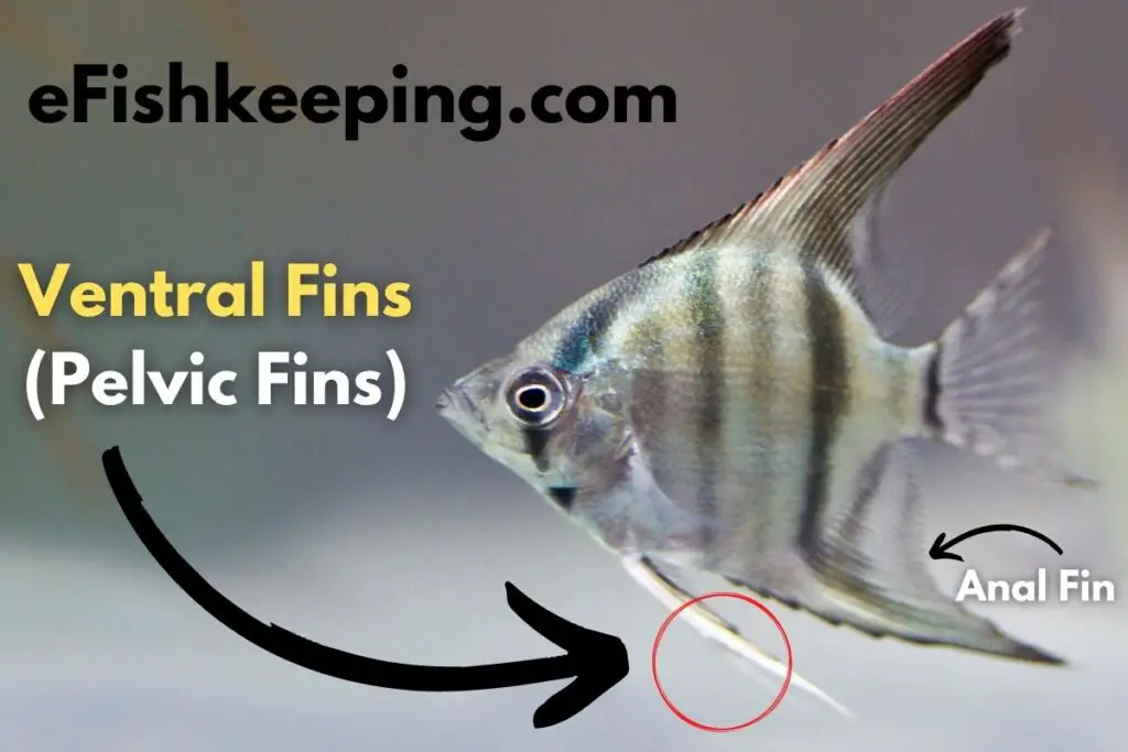 do-angelfish-fish-feelers-grow-back