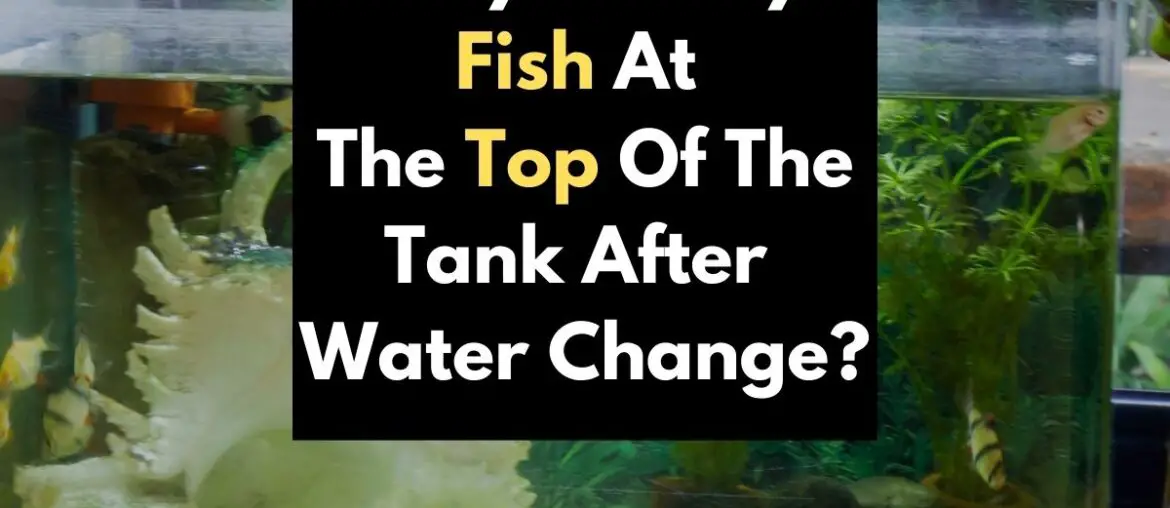 why-are-fish-swimming-at-the-top-of-the-tank-after-water-change