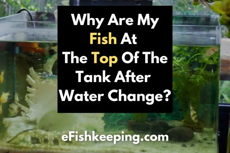 why-are-fish-swimming-at-the-top-of-the-tank-after-water-change