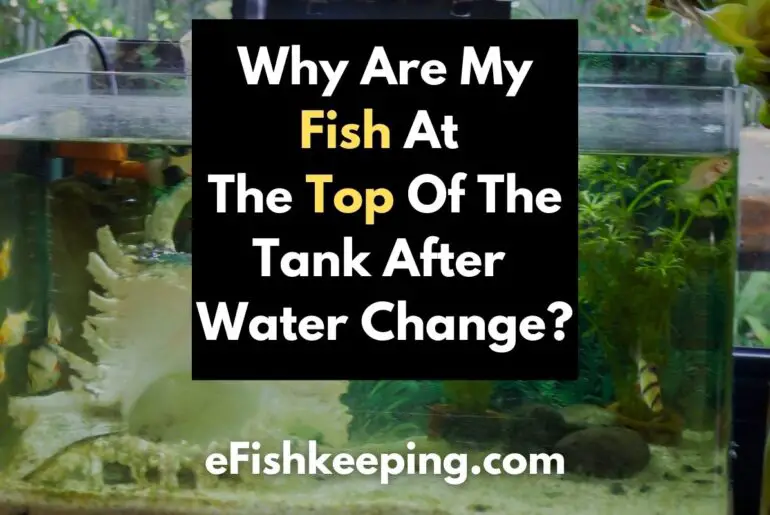 Bottled Water In A Fish Tank? (Top 4 Tips To Make It Safe!) eFishkeeping