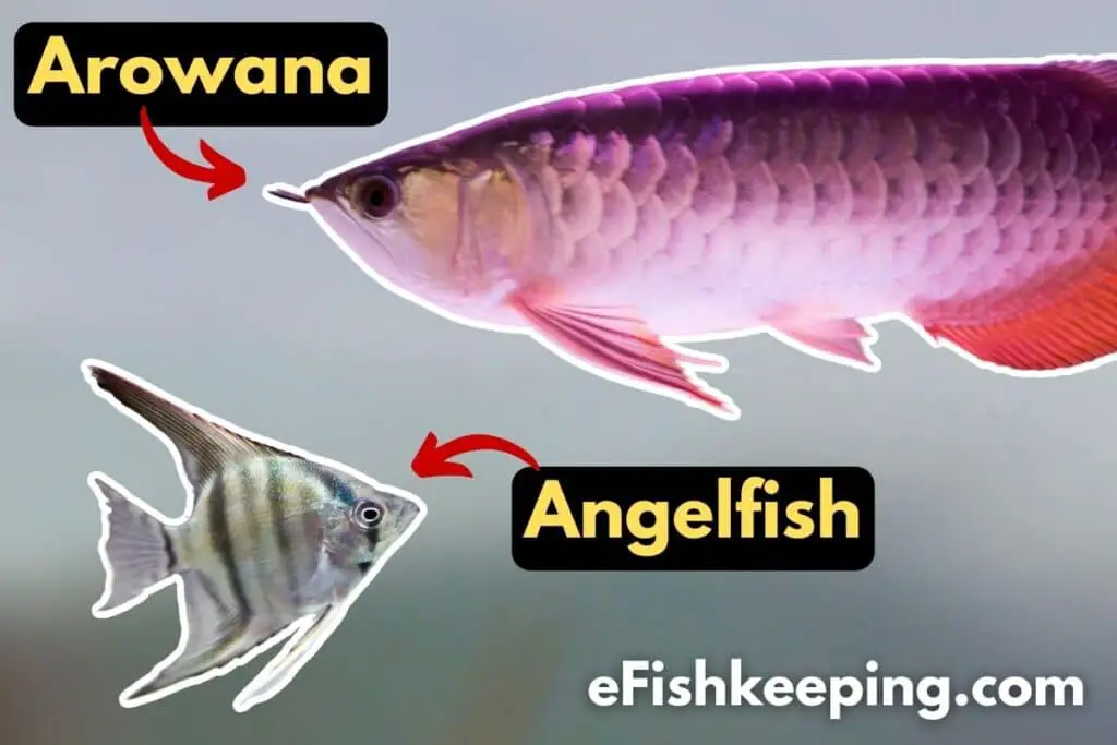 angelfish-with-arowana